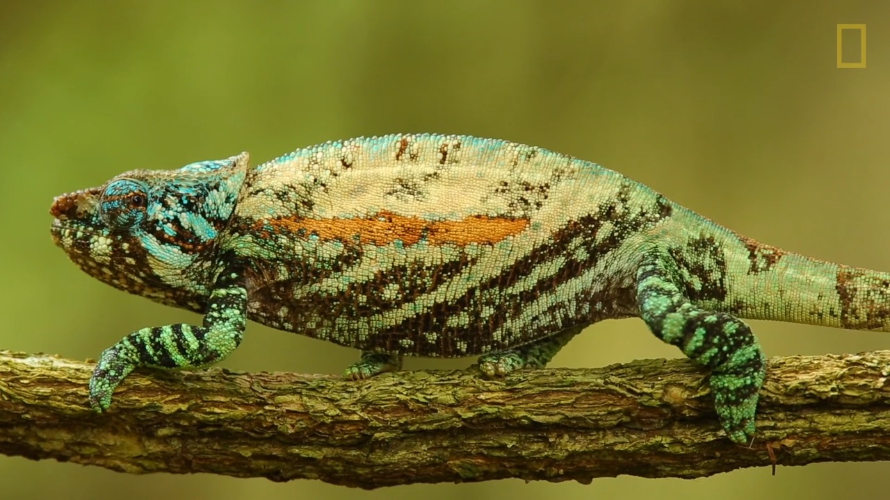 TIL: How Chameleons Change Color